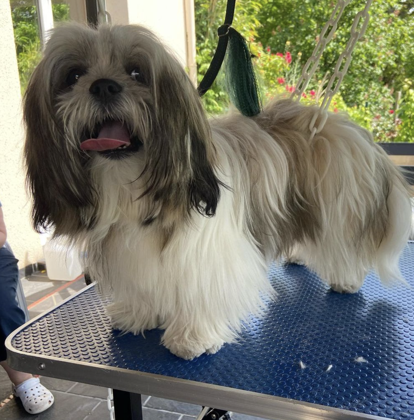 Lhassa Apso