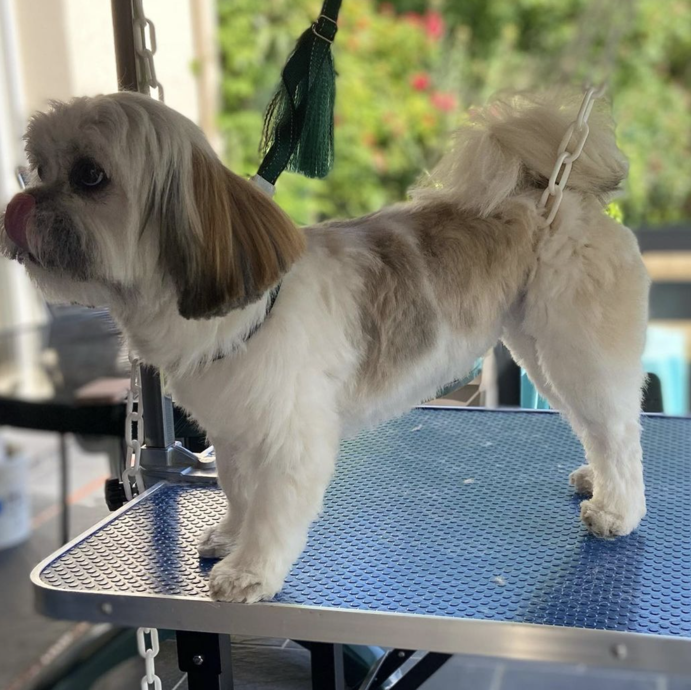 Lhassa Apso