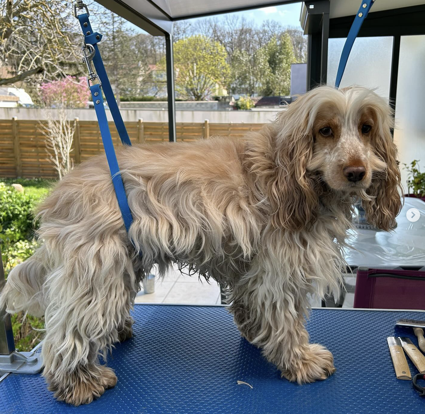 Cocker spaniel