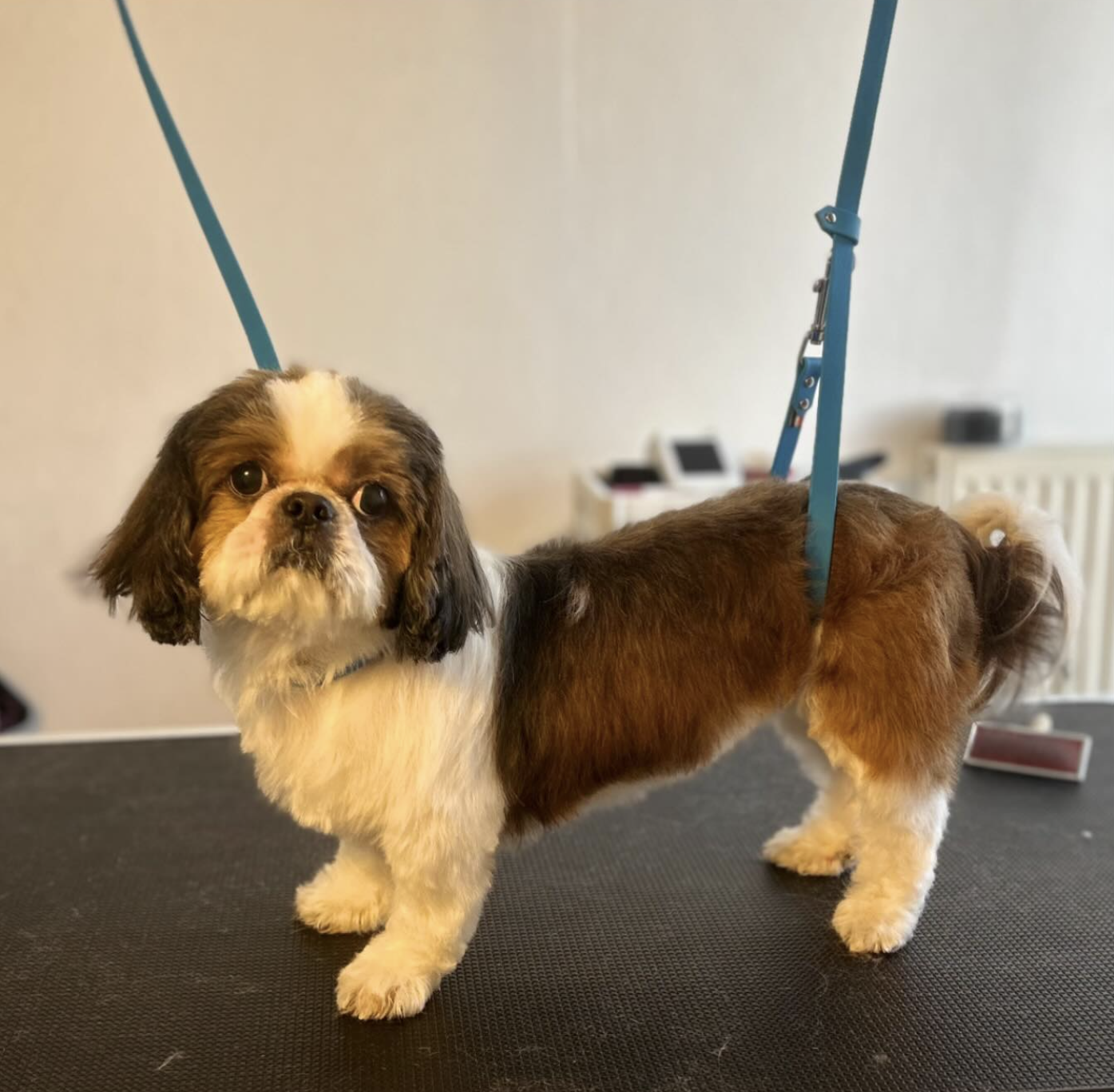 Shih Tzu