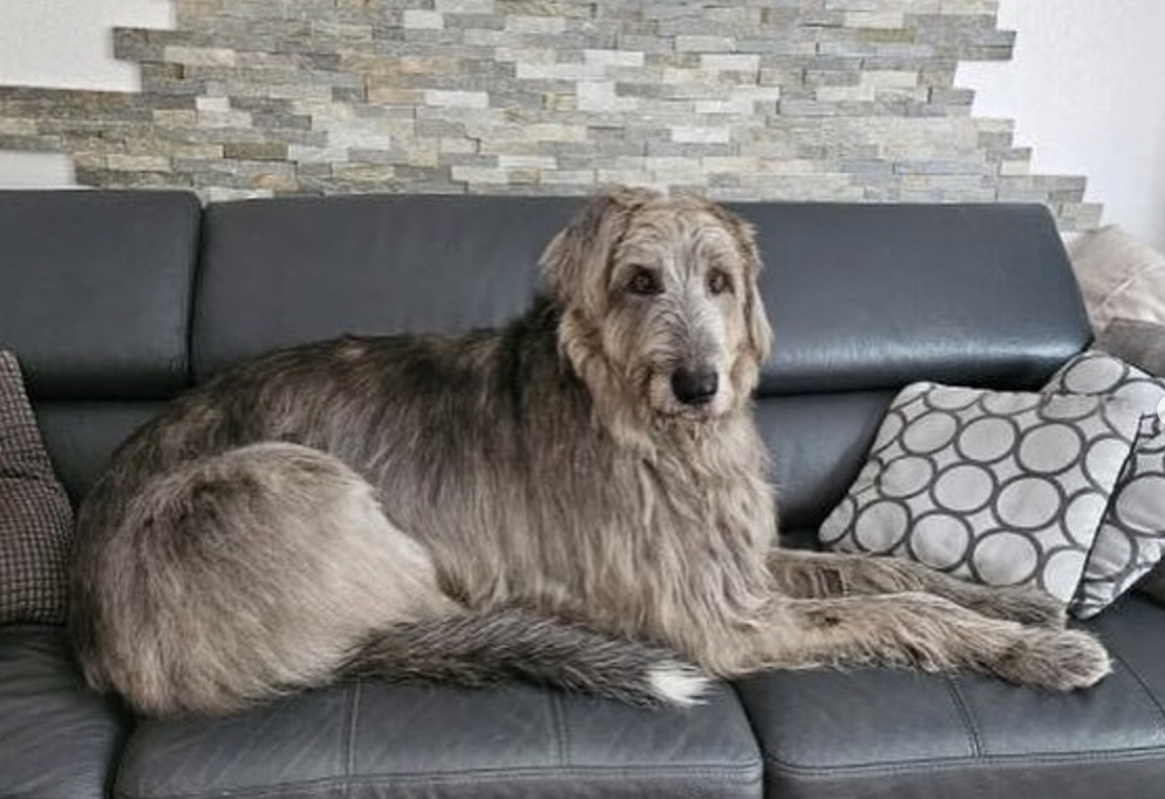 Irish Wolfhound